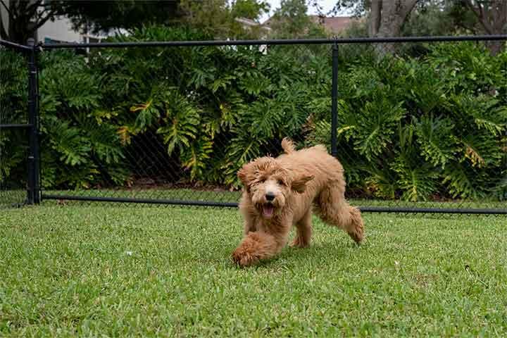 Pet Fence Installation